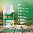 sea-moss-black-seed-oil-ashwagandha-ging-4.jpg