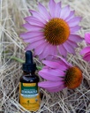 herb-pharm-certified-organic-echinacea-r-4.jpg