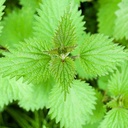 earthborn-elements-stinging-nettle-leaf--6.jpg