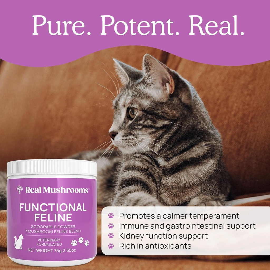 real-mushrooms-cat-supplement-powder-org-6.jpg