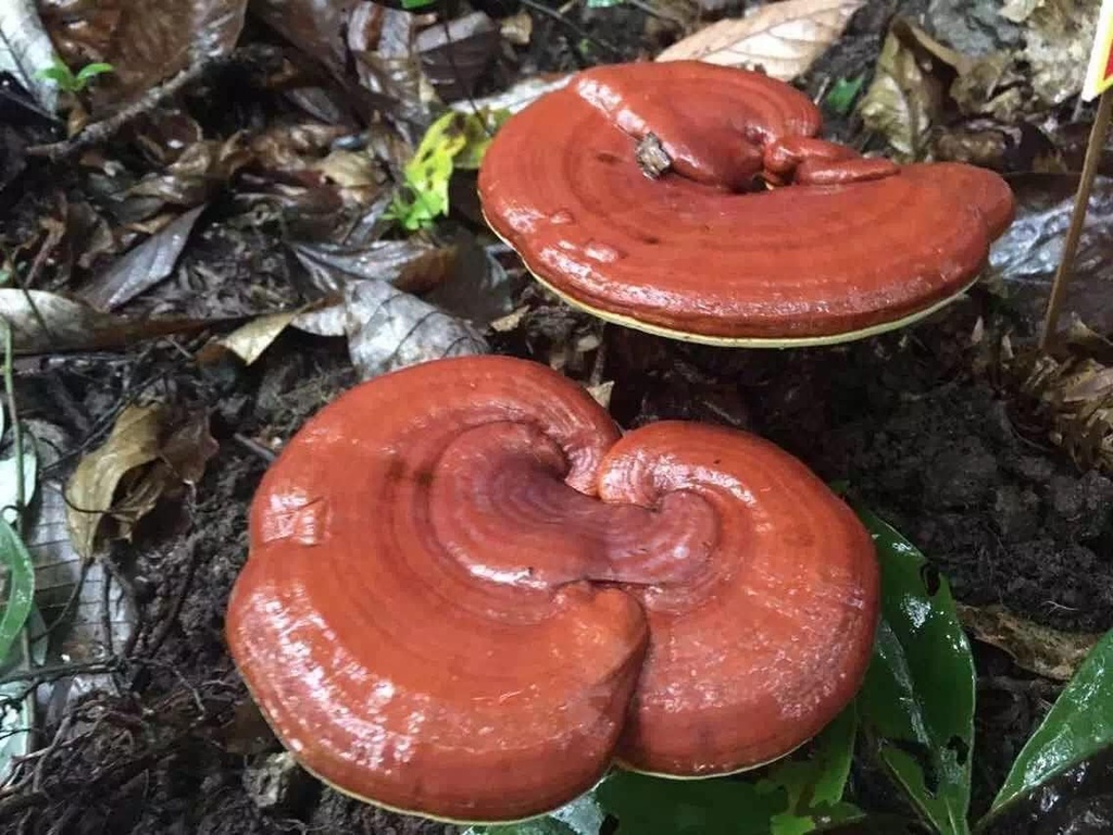 duan-wood-ganoderma-lucidumling-zhireish-6.jpg