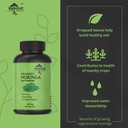 organic-moringa-capsules-green-moringa-l-5.jpg