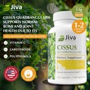 jiva-botanicals-cissus-quadrangularis-ca-3.jpg