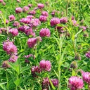 earthborn-elements-red-clover-200-capsul-6.jpg
