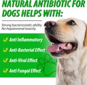 antibiotics-for-dogs-natural-dog-antibio-6.jpg