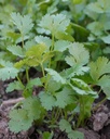 herb-pharm-certified-organic-cilantro-li-6.jpg