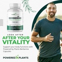 pure-berberine-supplement---1300mg-berbe-2.jpg
