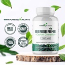 pure-berberine-supplement---1300mg-berbe-6.jpg