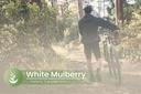 pure-original-ingredients-white-mulberry-5.jpg