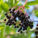 frontier-co-op-organic-elderberry-423-ou-3.jpg