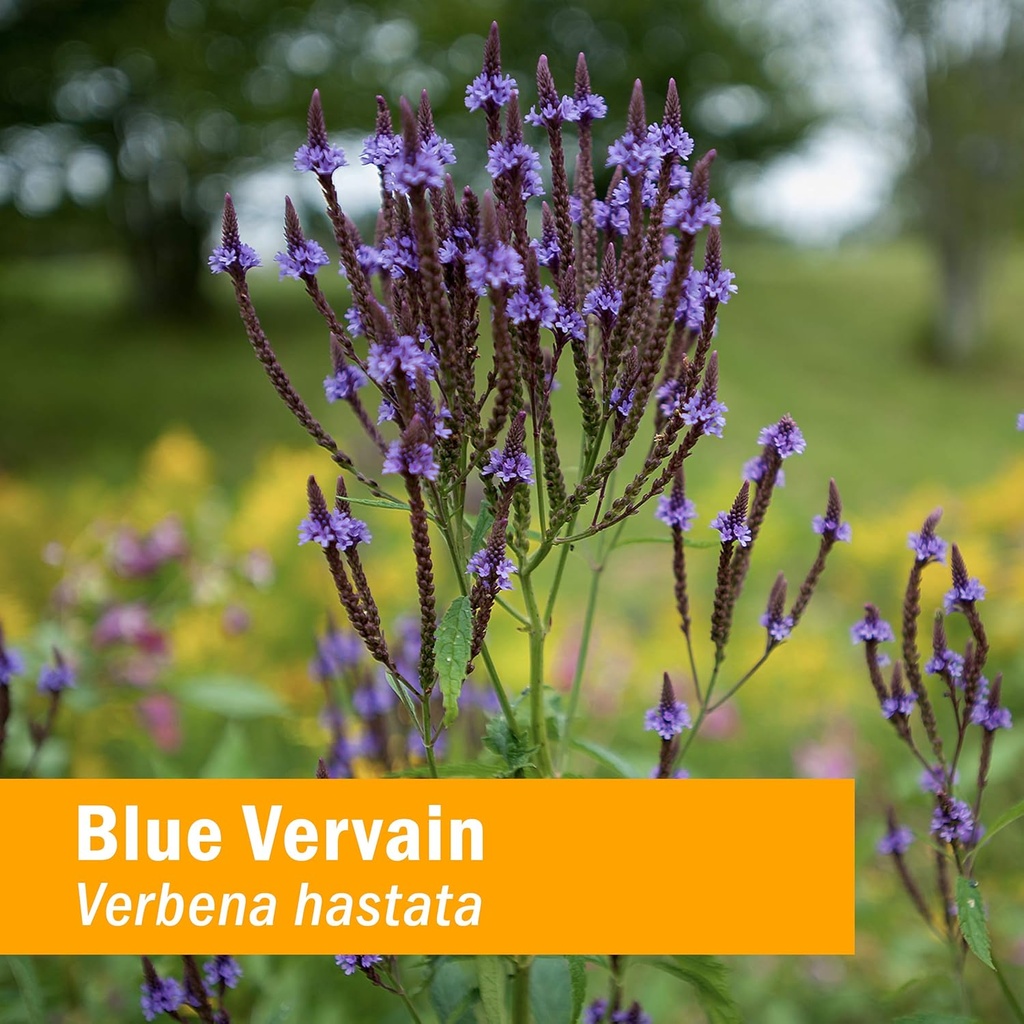 herb-pharm-certified-organic-vervain-liq-2.jpg
