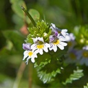 pure-original-ingredients-eyebright-100--5.jpg