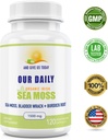 our-daily-vites-organic-sea-moss-1500-mg-6.jpg