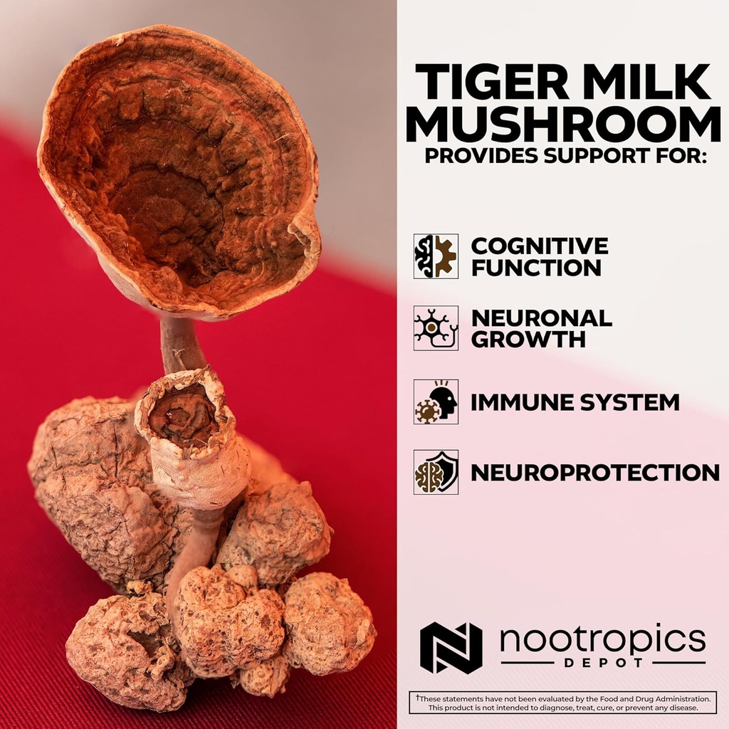 nootropics-depot-tiger-milk-mushroom-cap-4.jpg