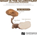 nootropics-depot-tiger-milk-mushroom-cap-5.jpg