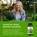 swanson-maximum-strength-fucoidan-extrac-6.jpg