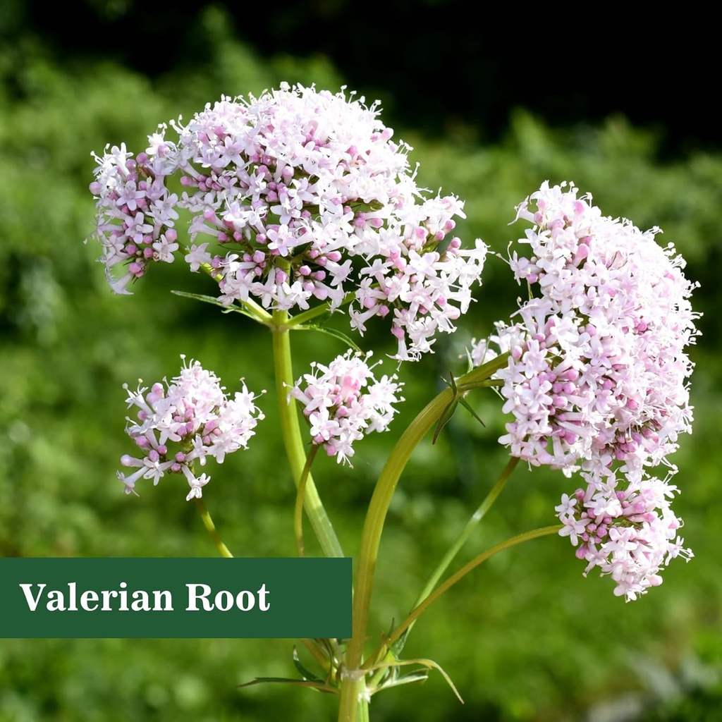 valerian-root-liquid-drops-valerian-root-2.jpg