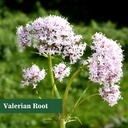 valerian-root-liquid-drops-valerian-root-2.jpg