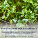 biopure-broccoli-sprout-supplement-phyto-5.jpg