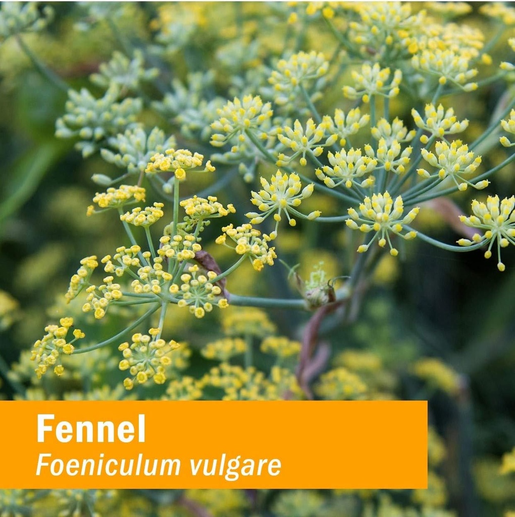 herb-pharm-certified-organic-fennel-liqu-2.jpg