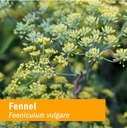 herb-pharm-certified-organic-fennel-liqu-2.jpg