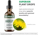nutramedix-dandelion-detox-support---tin-5.jpg