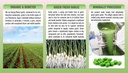 organic-green-garlic-potent-softgels-who-3.jpg