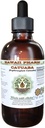 Catuaba Alcohol-Free Liquid Extract, Catuaba (Erythroxylum Catuaba) Dried Bark Glycerite Hawaii Pharm Natural Herbal Supplement 2 oz